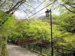 河鹿橋の新緑.jpg