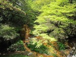 河鹿橋の新緑1.jpg
