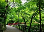 河鹿橋の深緑.jpg