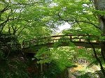 河鹿橋の深緑1.jpg