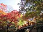 河鹿橋の紅葉12.jpg