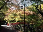 河鹿橋の紅葉1.jpg