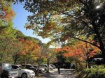 河鹿橋の紅葉3.jpg