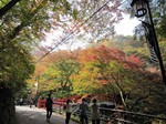河鹿橋の紅葉4.jpg