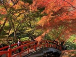 河鹿橋の紅葉6.jpg