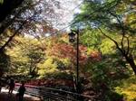 河鹿橋の紅葉7.jpg