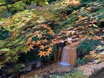 河鹿橋の紅葉8.jpg