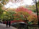 河鹿橋の紅葉9.jpg