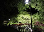 河鹿橋・深緑ライトアップ.jpg