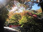 河鹿橋紅葉2.jpg