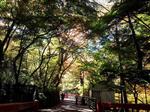 河鹿橋紅葉4.jpg