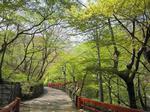 河鹿橋6.jpg