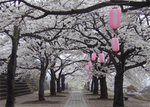 渋川総合公園の桜.jpg