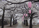 渋川総合公園の桜.jpg