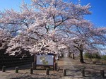 渋川総合公園の桜.jpg