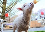 牧場で子羊ほ乳体験.jpg