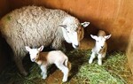 牧場ひつじの赤ちゃん.jpg
