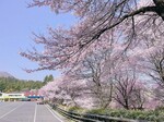 牧場ソメイヨシノ.jpg