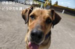 牧羊犬1.jpg