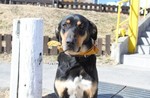 牧羊犬2.jpg
