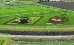 田んぼアート2019.jpg