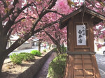 白井宿の八重桜.jpg