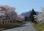 相馬が原自衛隊前の桜.jpg