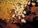 紅葉ライトアップ1.jpg
