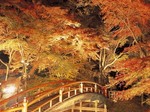 紅葉ライトアップ1 .jpg