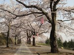 総合公園の桜.jpg