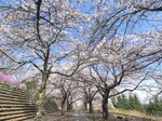 総合公園桜2.jpg