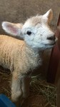羊赤ちゃん１.jpg