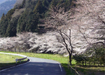 船尾滝入り口の桜.jpg