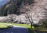 船尾滝入口の桜.jpg