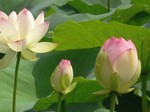 蓮の花.jpg