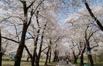 赤城南面千本桜1.jpg