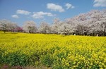 赤城南面千本桜2.jpg