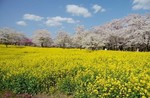 赤城南面千本桜2.jpg