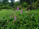 赤城自然園.jpg