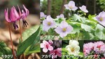 赤城自然園春の開園.jpg