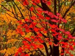 赤城自然園紅葉2.jpg