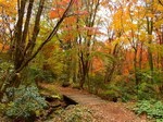 赤城自然園紅葉3.jpg