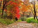 赤城自然園紅葉4.jpg