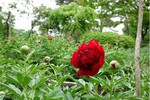 赤城自然園1.jpg
