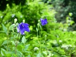 赤城自然園1.jpg