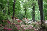 赤城自然園2.jpg