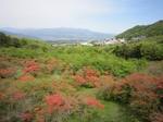 長峰公園のツツジ3.jpg