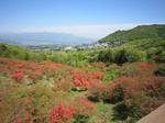 長峰公園のヤマツツジ4.jpg