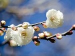 雨水・梅の花.jpg