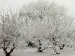 雪20120120-2.jpg